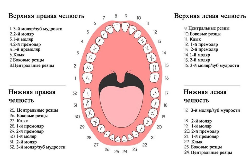 сколько у зубов человека